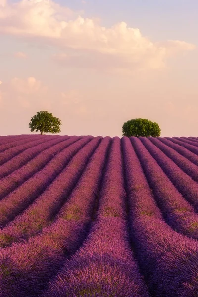 Levandulová Pole Provence Měkké Růžové Slunce Světlo Plateau Valensole Francie — Stock fotografie