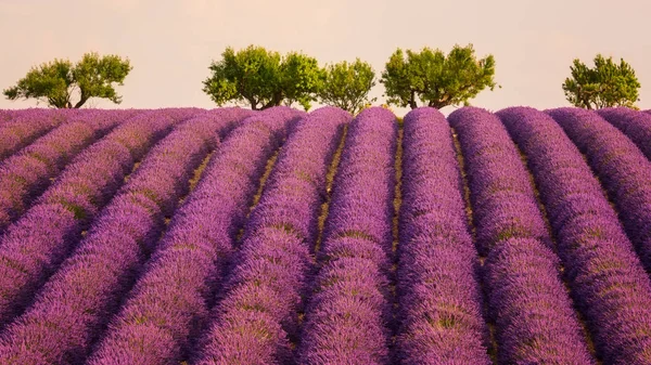 Campo Lavanda Provenza Suave Luz Rosa Atardecer Plateau Valensole Francia — Foto de Stock