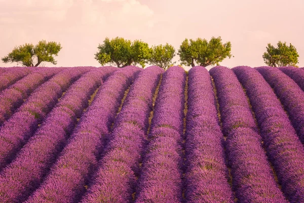 Lavendel Veld Provence Zacht Roze Zonsondergang Licht Plateau Valensole Frankrijk — Stockfoto