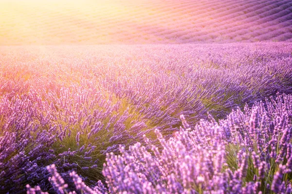 Levandulová Pole Slunečním Světle Fialové Kvetoucí Přírody Pozadí Provence Plateau — Stock fotografie
