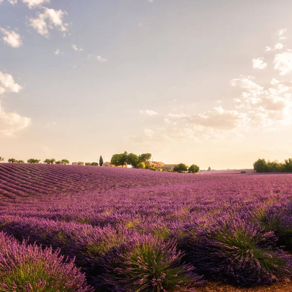 Lavender Farm Pola Prowansji Świetle Poranka Delikatny Plateau Valensole Francja — Zdjęcie stockowe