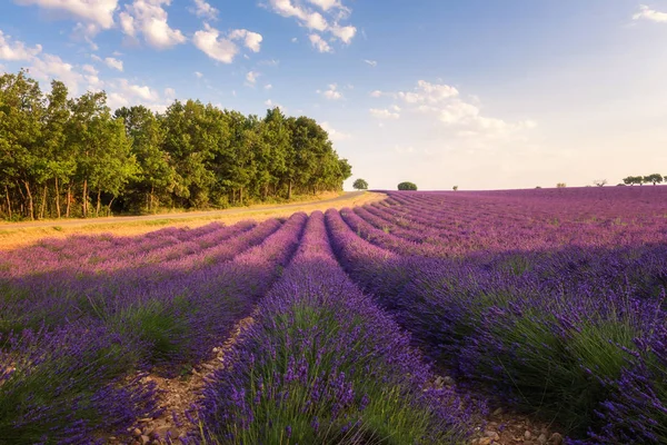 Wiejski Krajobraz Prowansji Kwitnący Lawenda Pole Słońcu Plateau Valensole Francja — Zdjęcie stockowe