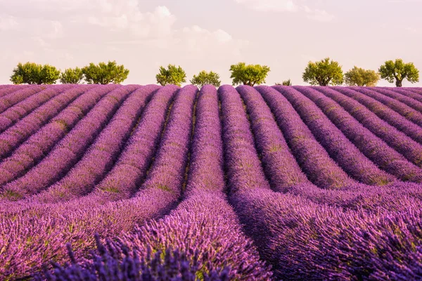 Lavendel Veld Provence Zacht Roze Zonsondergang Licht Plateau Valensole Frankrijk — Stockfoto