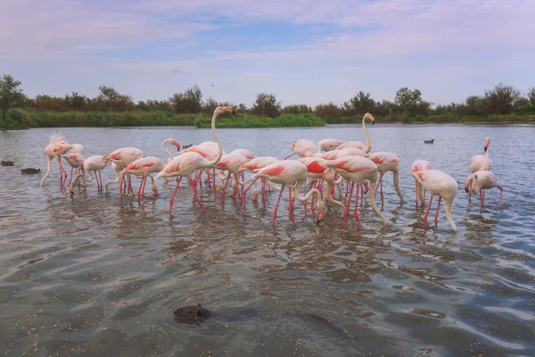 Pink Flamingo Birds Wild Nature Ornitological Park Pont Gau Camargue — Stock Photo, Image