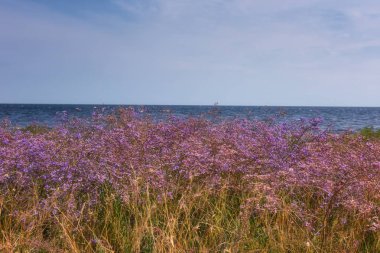 Çayır limonium veya deniz lavanta çerçevede bozkır manzara çiçekli bir mavi deniz ve gökyüzü, güzel mor çiçekli. Dzharylhach Island, Ulusal Doğa Parkı, Ukrayna