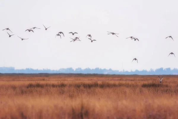 野鹅在大自然中 美丽的草原景观与飞鸟 Dzharylhach 国家自然公园 乌克兰 — 图库照片
