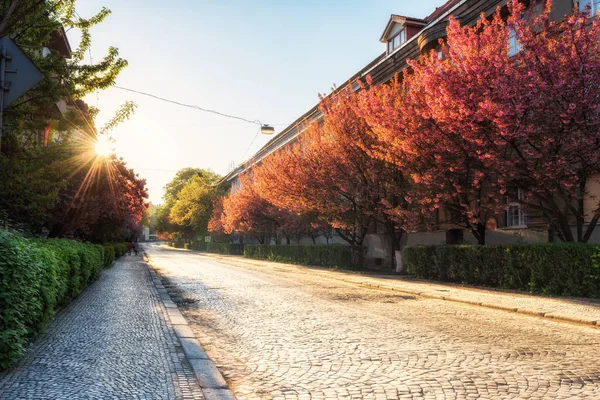 Güneşli döşeli cadde eski Avrupa şehir sırasında Japon kiraz veya sakura ağacı çiçeği, bahar cityscape, Uzhhorod, Ukrayna