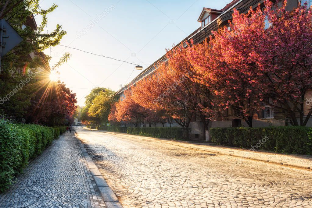 Sunny paved street of old european town during japanese cherry or sakura tree blossom, spring cityscape, Uzhhorod, Ukraine