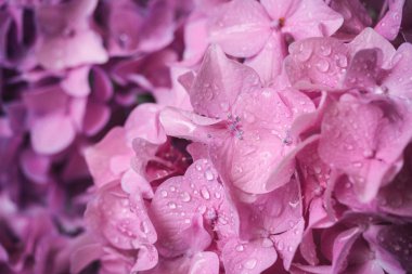 Çok güzel pembe çiçek arka plan, ortanca su damla, duvar kağıdı veya tebrik kartı için uygun makro görüntü