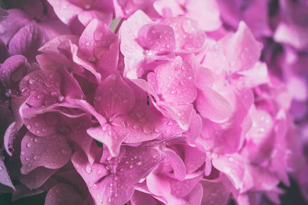 Precioso Fondo Flor Rosa Imagen Macro Hortensias Con Gotas Agua — Foto de Stock