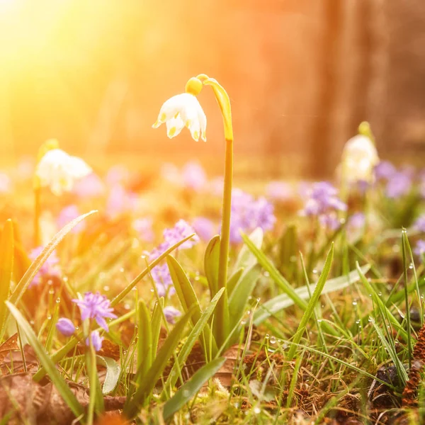 Glänsande Äng Med Härlig Första Vårblommor Morgondagg Natur Bakgrund Passar — Stockfoto