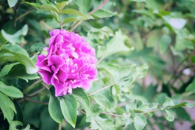 Pembe çiçek açması şakayık çiçekleri Bahçe, doğal mevsimlik çiçek arka plan duvar kağıdı veya kapak için uygun