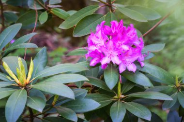 Ormangülü çiçek açan çiçekler bahar bahçe, Doğa arka planda. Pasifik ormangülü ya da California rosebay yaprak dökmeyen çalı