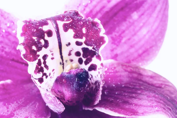 Фіолетова Квітка Орхідеї Крупним Планом Красиве Макрозображення Екзотичних Квітів Краплями — стокове фото