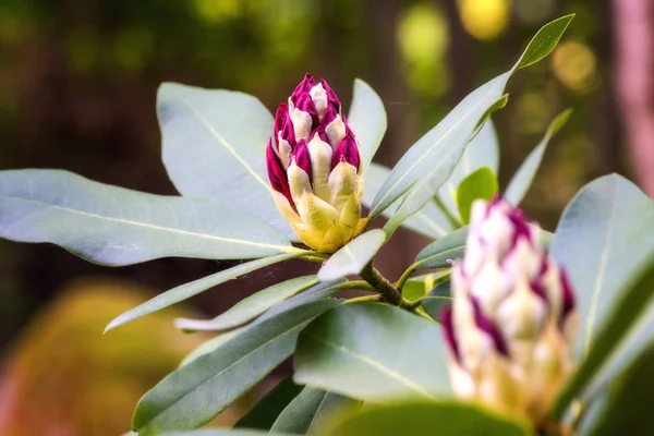 Ormangülü çiçek açan çiçekler bahar bahçe, Doğa arka planda. Güzel kızıl renk tomurcukları yaprak dökmeyen çalı