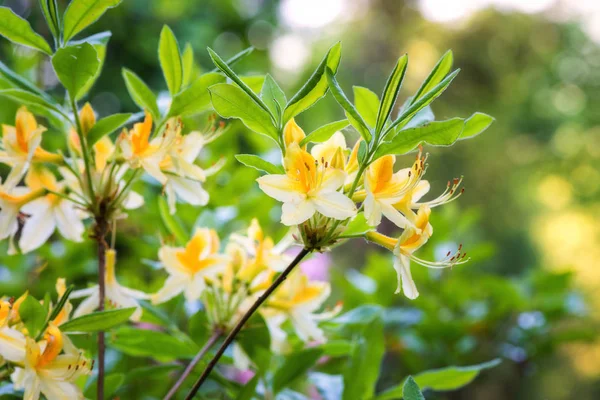 Rododendronów Azalii Kwitnących Kwiatów Tle Natura Ogród Wiosna Daviesii Daviesii — Zdjęcie stockowe