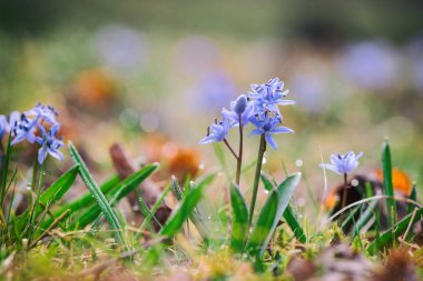 Bahar mavi imajını makro ile güzel bokeh, duvar kağıdı veya kapak uygun arka plan bulanık üzerinde iki yapraklı veya alp squill (scilla bifolia) çiçekler