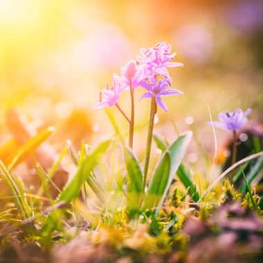 Bahar çiçekleri güneş ışığı altında iki yapraklı squill (scilla bifolia) ile dewdrops, Doğa arka plan görüntüsünü makro