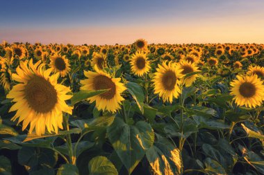 Kavramı son günbatımı ışığı mavi gökyüzü, Doğa arka plan ile alanında, taze ayçiçeği yaz