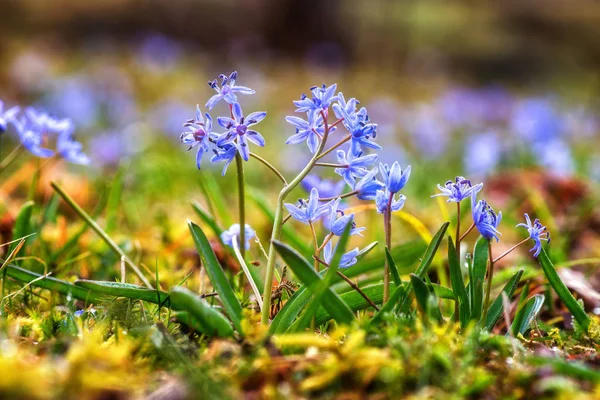 Squill Dos Hojas Alpino Scilla Bifolia Primeras Flores Primavera Rocío — Foto de Stock