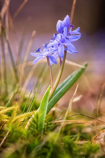 Härlig Blå Vårblomma Två Blad Eller Alpine Blåstjärna Scilla Bifolia — Stockfoto