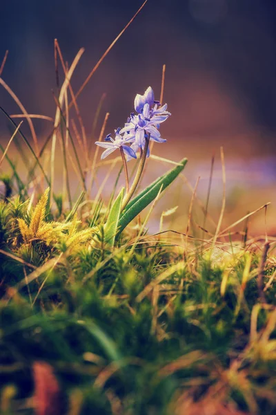 古典的样式图片可爱的早春花 两叶或高山紫菜 自然垂直背景 — 图库照片