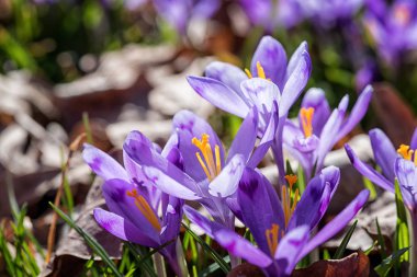 Mor crocus veya Geyfel safran Avrupa ormanda erken bahar, Doğa arka plan büyüyen vahşi yığın