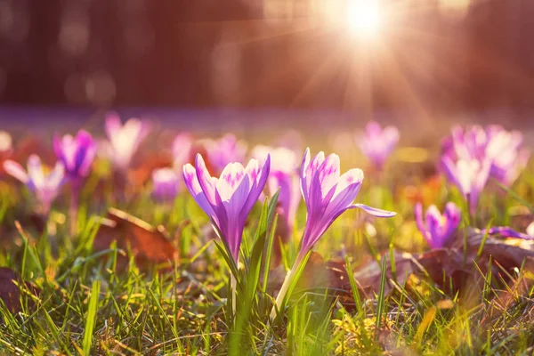 Solig Äng Med Blommande Vårblommor Första Violett Krokus Eller Geyfel — Stockfoto