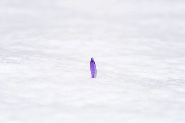 Violet crocus or saffron flower bud breaks through the snow, minimalist nature background, strength and will concept