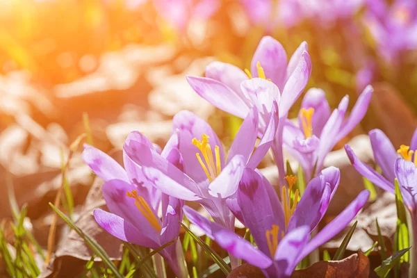 Soliga Våren Bakgrund Med Färska Violett Krokus Blommor Vild Lämplig — Stockfoto