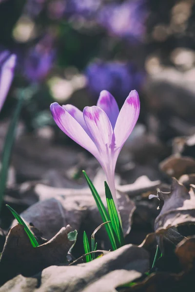 Azafrán Tierno Violeta Azafrán Geyfel Una Naturaleza Las Primeras Flores — Foto de Stock