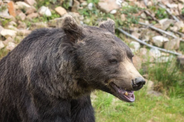Gran Oso Pardo Europeo Ursidae Ursus Arctos Con Ojos Tristes — Foto de Stock