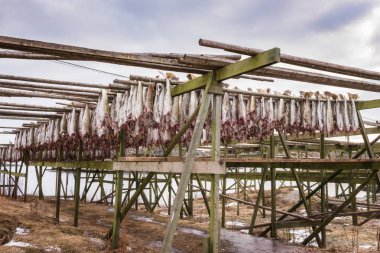 Morina balığı (morina) üzerinde ahşap raflar kurutma. Stockfish Skrei, önemli Norveççe, Lofoten Adaları, Norveç, Avrupa ihracat olarak bilinen Lofoten dünyadan