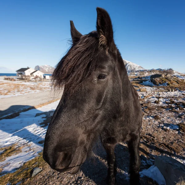 Gyönyörű Norvég Tenyészt Dole Gudbrandsdal Egy Farmon Téli Szigetek Lofoten — Stock Fotó