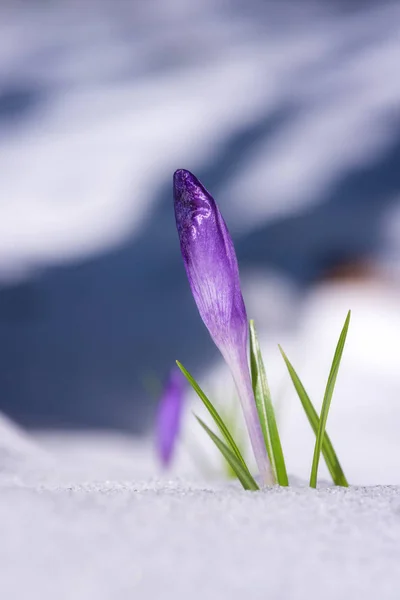 First spring flowers, purple crocus or saffron growing from the snow, natural floral background, strength and will concept, vertical image