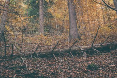Gizemli moody sonbahar ormana düşen ağaç gövdesi, Doğa, harika vintage görüntü ile doğal seyahat açık arka plan