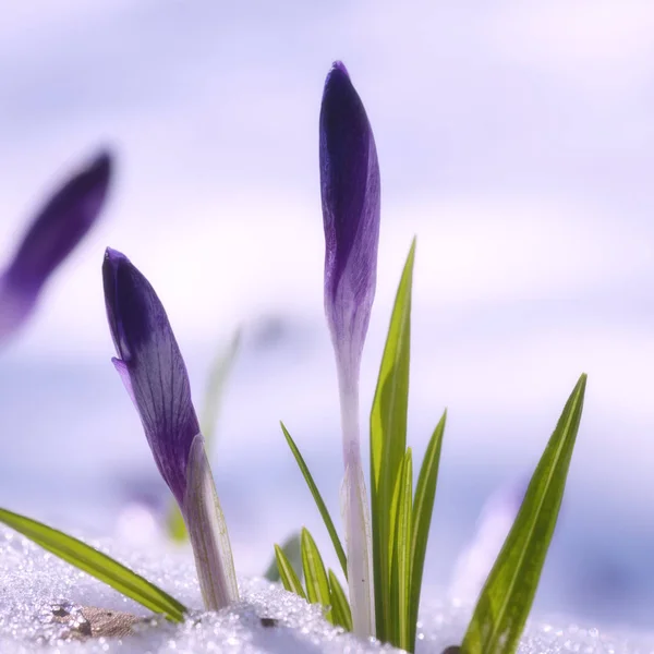 First spring flowers, purple crocus or saffron growing from the snow, natural floral background, strength and will concept