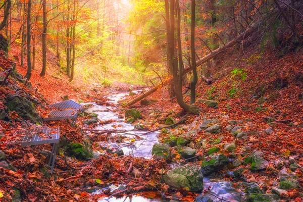 Beautiful Sunny Color Autumn Forest Stream Wild Nature Outdoor Travel — Stock Photo, Image