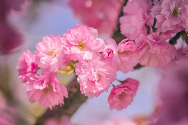 Zbliżenie Zdjęcie Piękne Różowe Kwiaty Jasne Tło Kwiatowy Kilka Kwitnąca — Zdjęcie stockowe