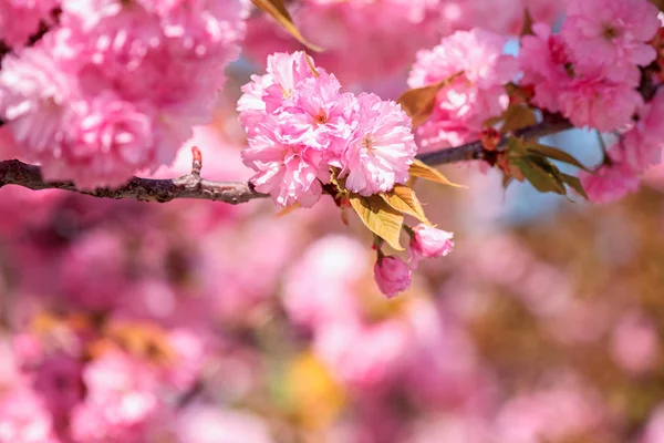 Imagen Cerca Hermosas Flores Rosadas Fondo Floral Brillante Abstracto Ramo — Foto de Stock