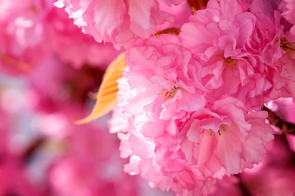 Imagen Cerca Hermosas Flores Rosadas Fondo Floral Brillante Abstracto Ramo — Foto de Stock