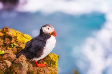 Atlantik martı tek kuş okyanus çerçevede, taştaki vahşi hayvanlarda