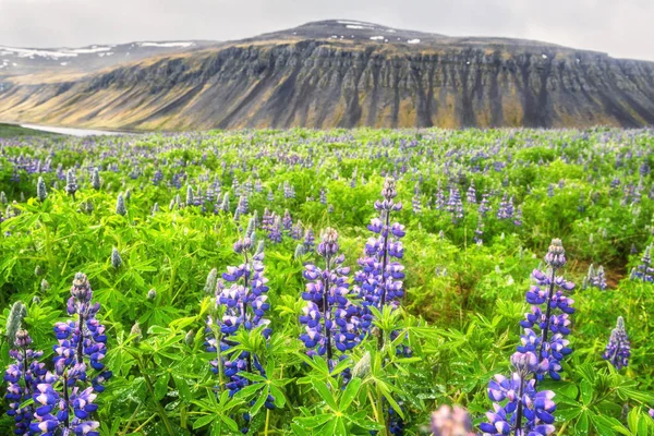 Летний Icelandic Ландшафт Цветущими Голубыми Цветами Люпина Причудливые Горы Заднем — стоковое фото
