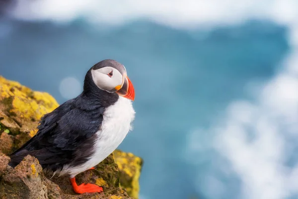 Puffin Atlântico Único Pássaro Pedra Contra Fundo Oceano Animais Natureza — Fotografia de Stock