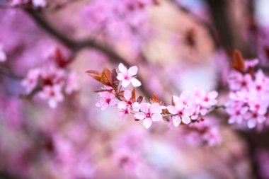 Pembe çiçekler, çiçek doğal arka görüntüyü kopya alanı duvar kağıdı veya tebrik kartı için uygun olan. Bahar zaman Japon kiraz çiçek dalları