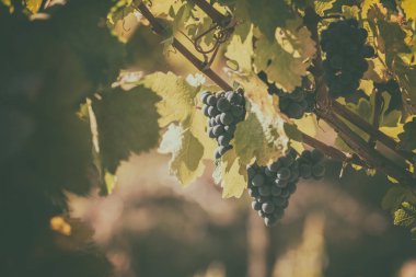 Taze yapraklarla olgun mavi üzüm üzüm şarap yapımı için doğal tarım vintage arka demet