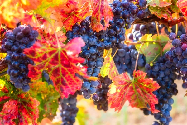 Ripe Blue Grapes Color Autumn Leaves Natural Agricultural Sunny Background — Stock Photo, Image