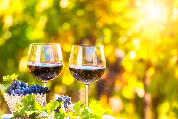 Deux Verres Vin Rouge Avec Des Raisins Bleus Dans Panier — Photo