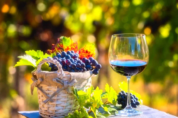 Verre Vin Rouge Avec Bouquet Raisins Bleus Vigne Ensoleillé Fond — Photo