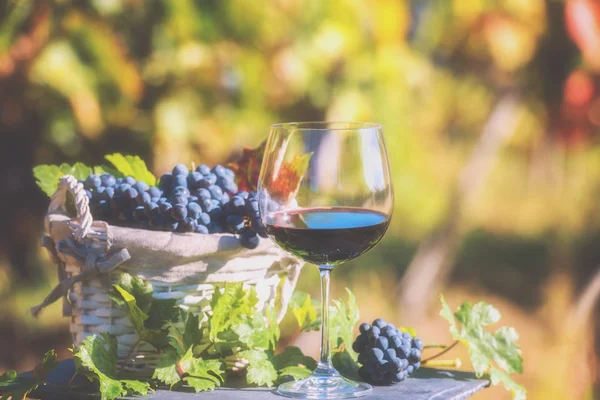 Glass of red wine with bunch of blue grapes and vine, sunny natural organic agricultural background